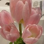 チューリップ
