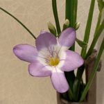 フリージア（紫色）
