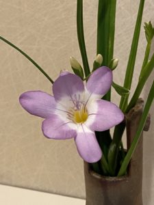 フリージア（紫色）