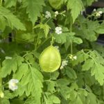 風船葛（ふうせんかずら）