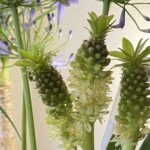 ユーコミス（パイナップルリリー）