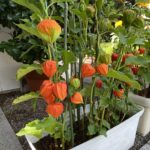 ほうずき（鬼灯）