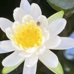 睡蓮（スイレン）