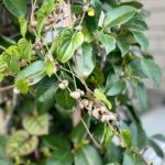 むかご（零余子）