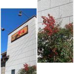 南天（ナンテン）