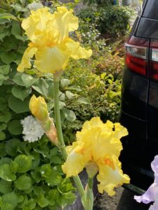 ジャーマンアイリス