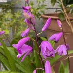 紫蘭（しらん）